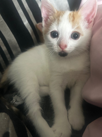 Ready for her fur ever home