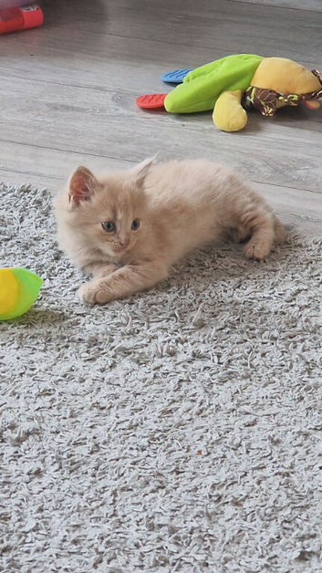 3 kittens ready now