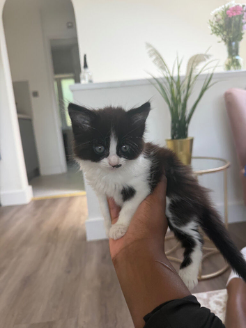 X2 kittens for sale