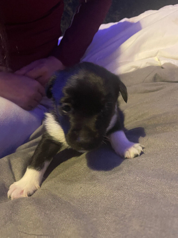Patterjack 4 girls 1 boy the white one is the boy