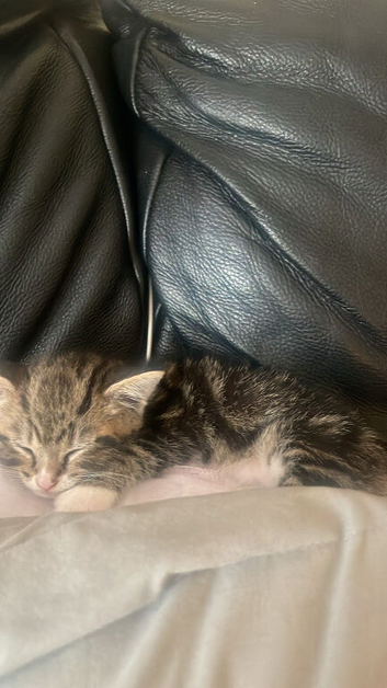 Kitten girl