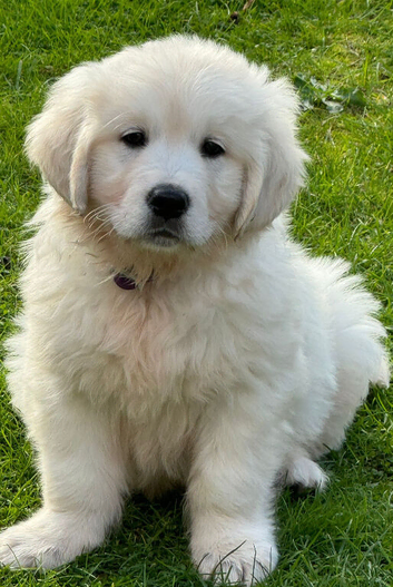️ kc golden retrievers health tested ️