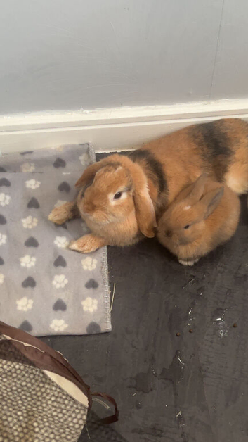 10 week old mini lop