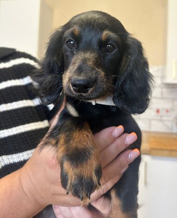 Miniature dachshund puppies - ready now