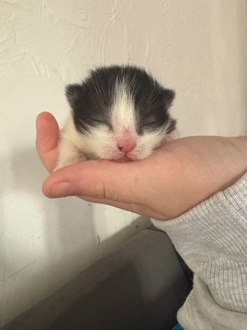 2 kittens look for forever home