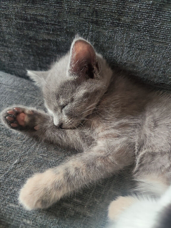 2 beautiful kitten looking for forever homes