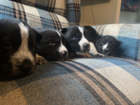 Collie/Husky