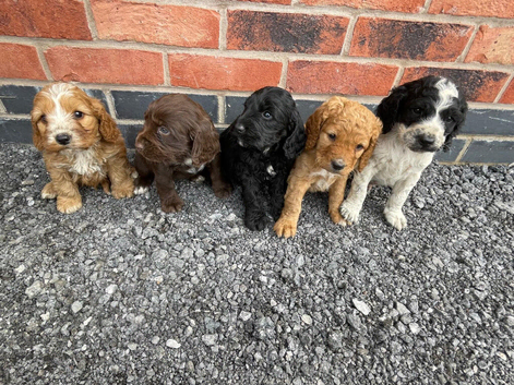 cockapoo puppies