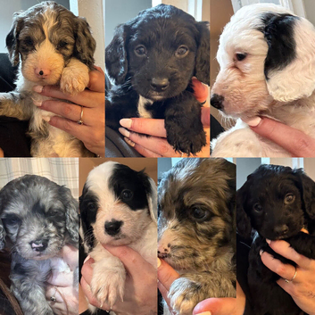 Sprockerpoo puppies