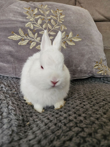 Two baby netherland dwarfs