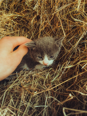 kittens