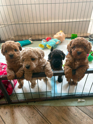 Cavapoo puppies 3 left