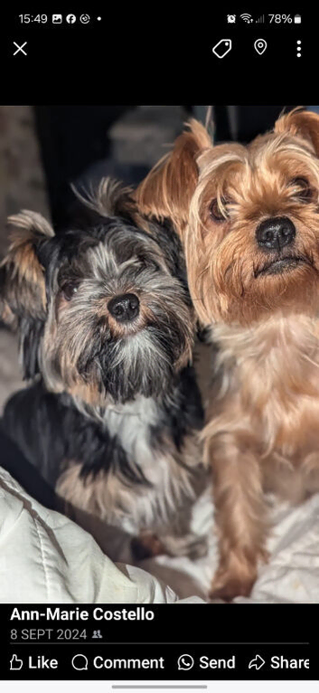 ANMACO KC Pedigree Toy & Miniature Pups