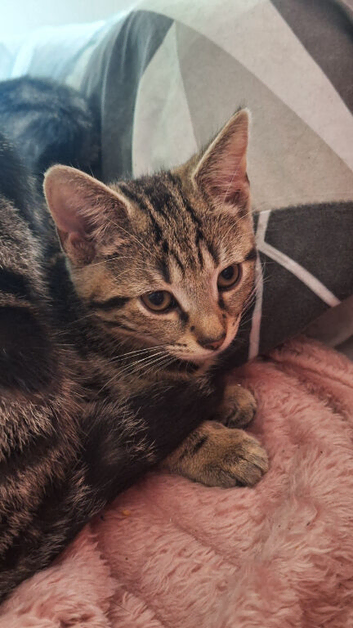 Male kittens