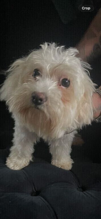 Small Maltese&rsquo;s girl 6 half mths