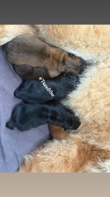 Beautiful Chow Chow Puppies Looking for Loving Homes