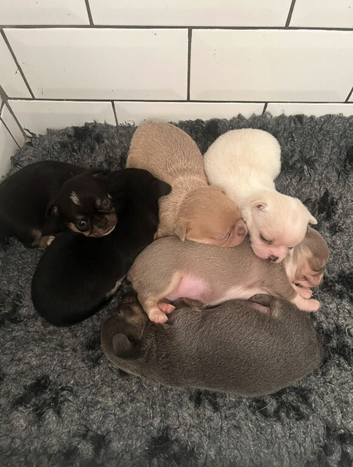Chihuahua pups 3 (available)
