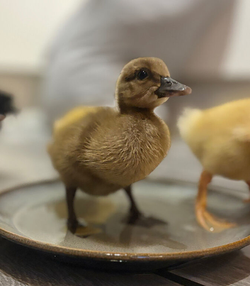 Khaki campbell and cherry valley ducklings