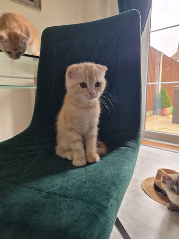 Last one Adorable Scottish fold kitten