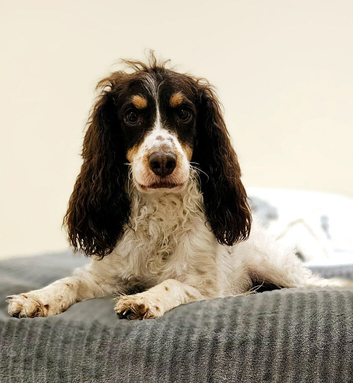 4 year old cockapoo in need of a loving home