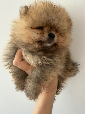 Kc Pomeranians puppies