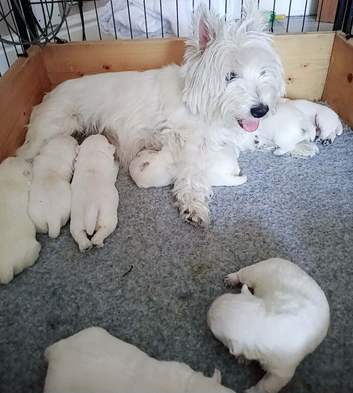 West Highland Terrier for Sale