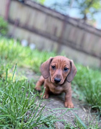 Mini smooth dachshund pups