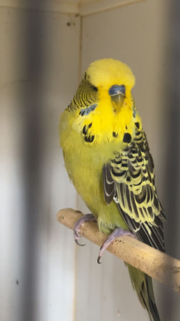 Beautiful variety of budgies