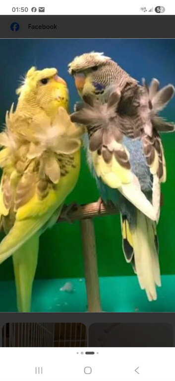 Budgies