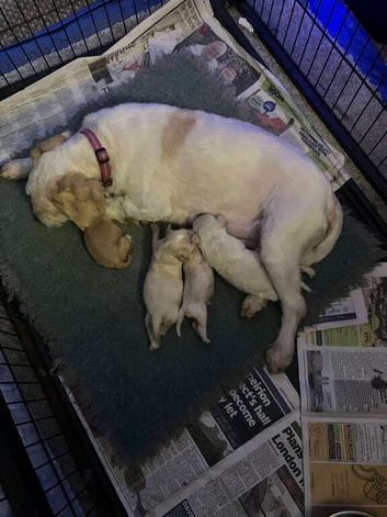 F1B cavapoo puppies