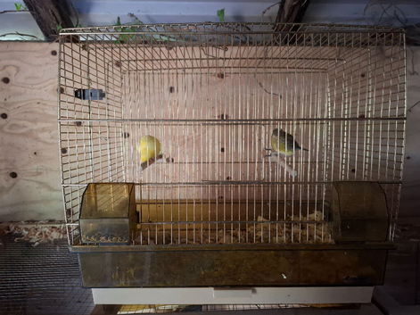 Pair of fife canaries and cage