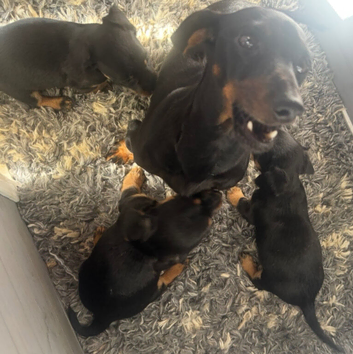 Mini dachshund cross jack puppies