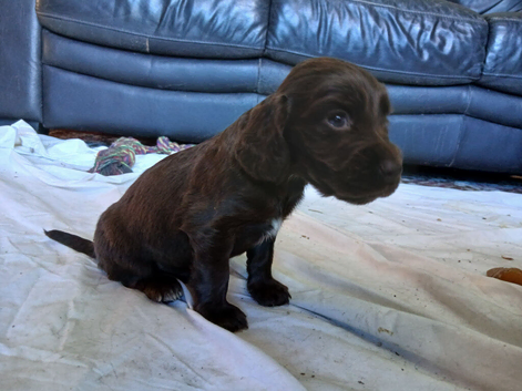 Kc cocker spaniel chocolate pups born 26/07/26