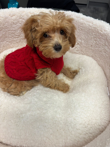 Maltipoo