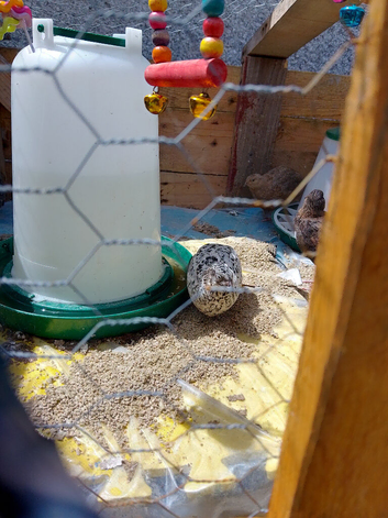 Jumbo coturnix quail male 4 available