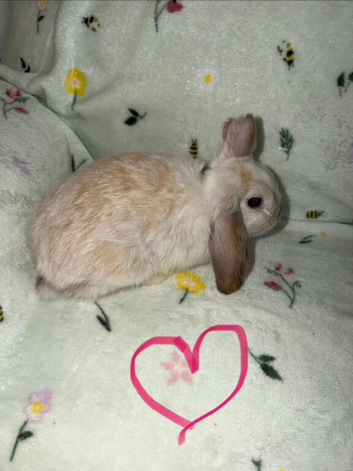 Mini lop bunnies
