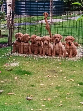 Fox red labs
