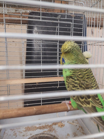 Two beautiful budgies with cage