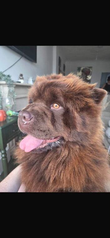 Chow chow