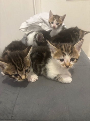 Teddy bear like kittens for sale
