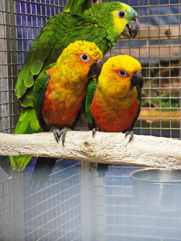 Baby Jenday Parrot