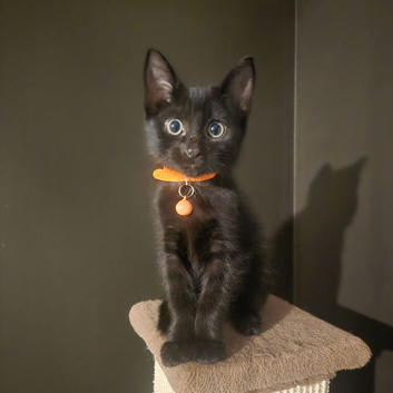 3 Playful kittens Wanting Their Forever homes
