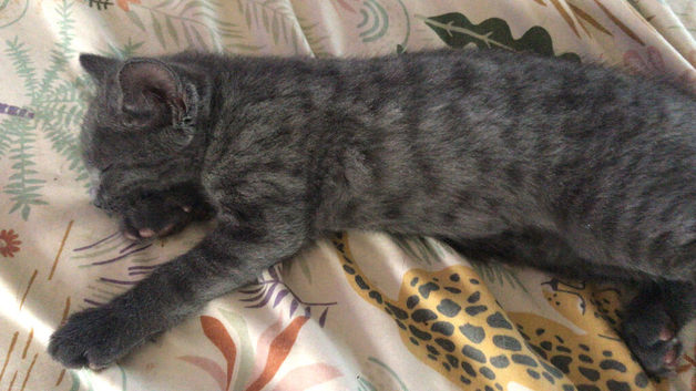 Two female beautiful kittens for sale.