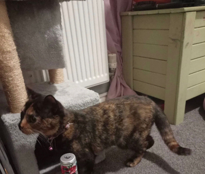 A female tortoise shell