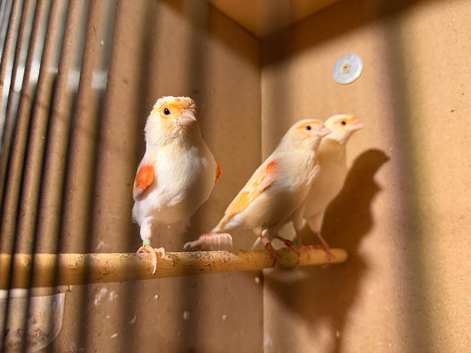 Red Mosaic Canary hens