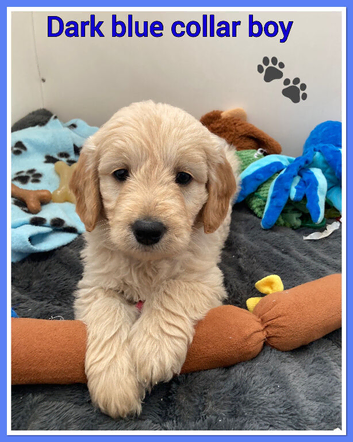 STUNNING F1 MINIATURE GOLDENDOODLES