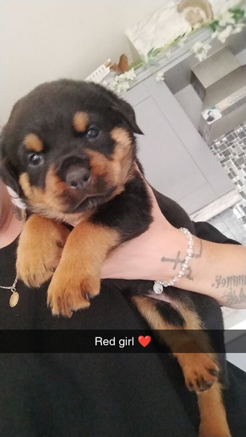 Female Rottie available