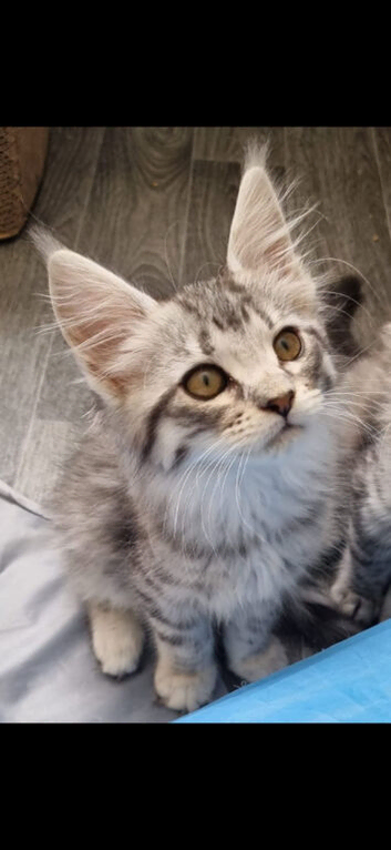 Exceptional GCCF maine coon black silver and torbie litter