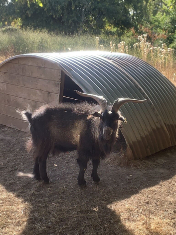 Average size Pygmy Billy for sale