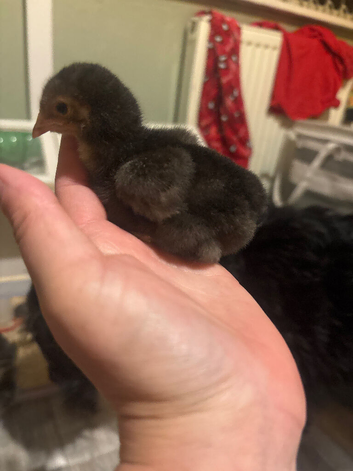 Baby chickens